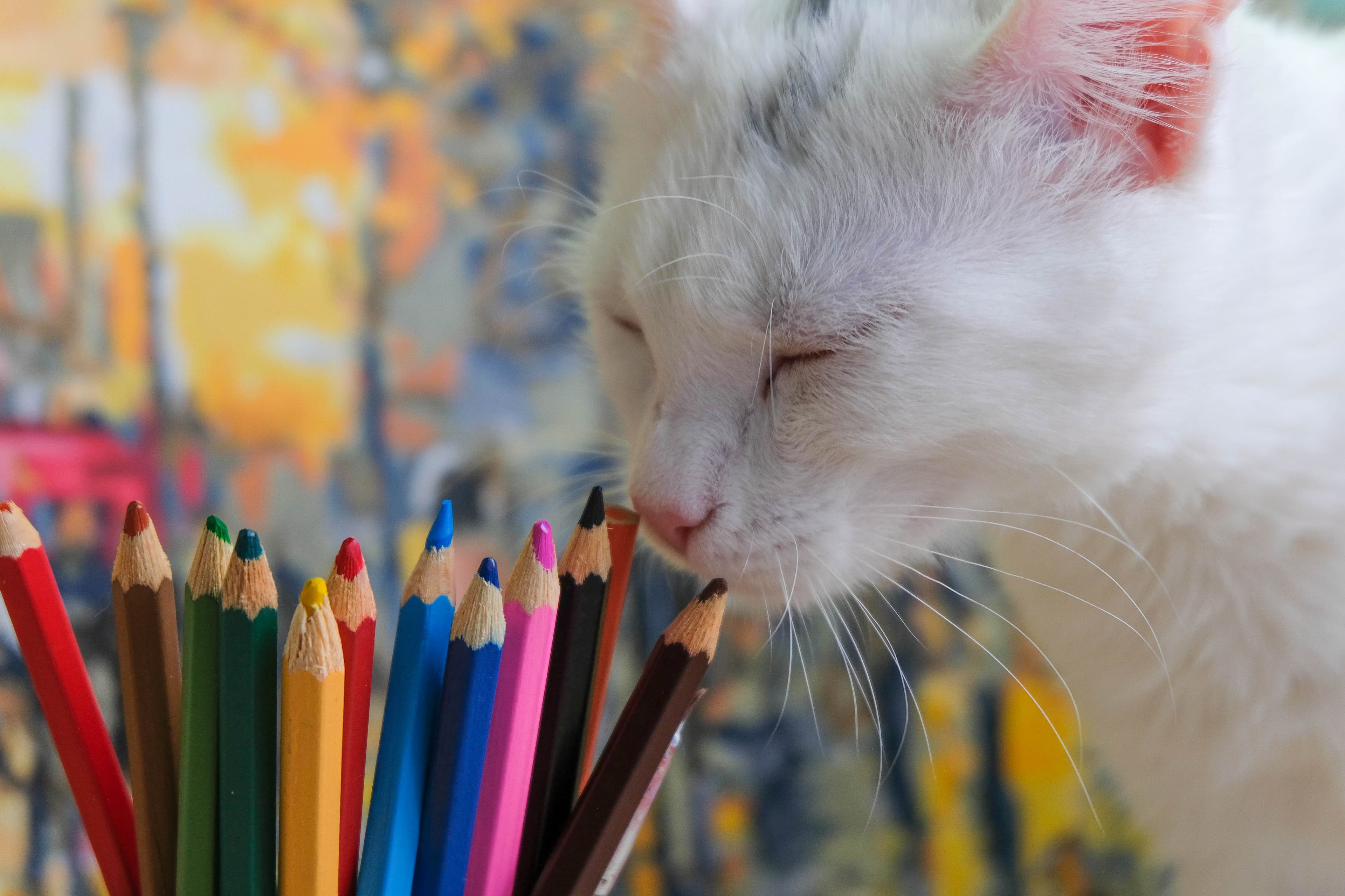 Кошачья вселенная (Artplay)