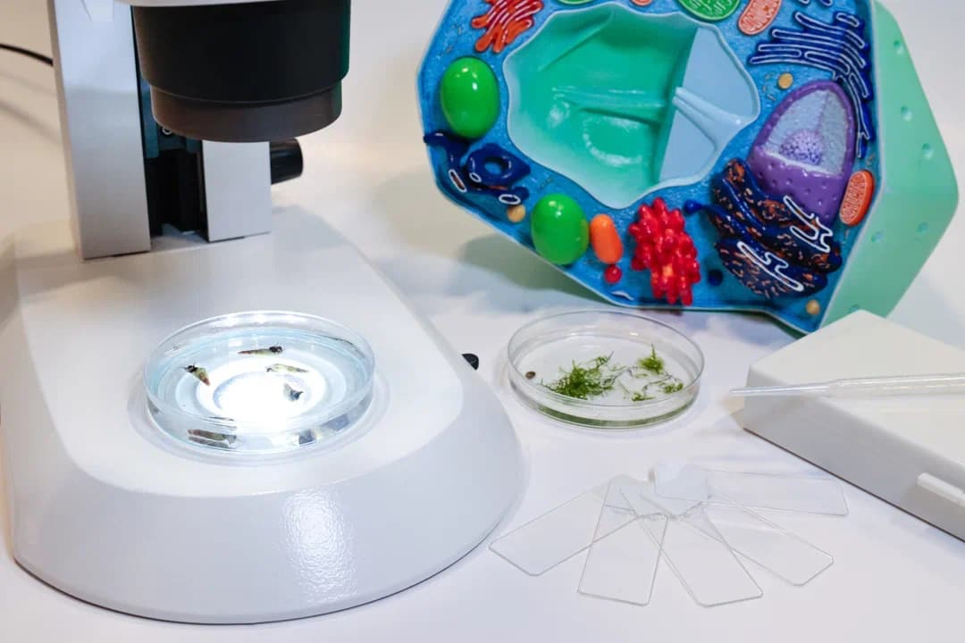 Кто в пруду? (Зарядье)