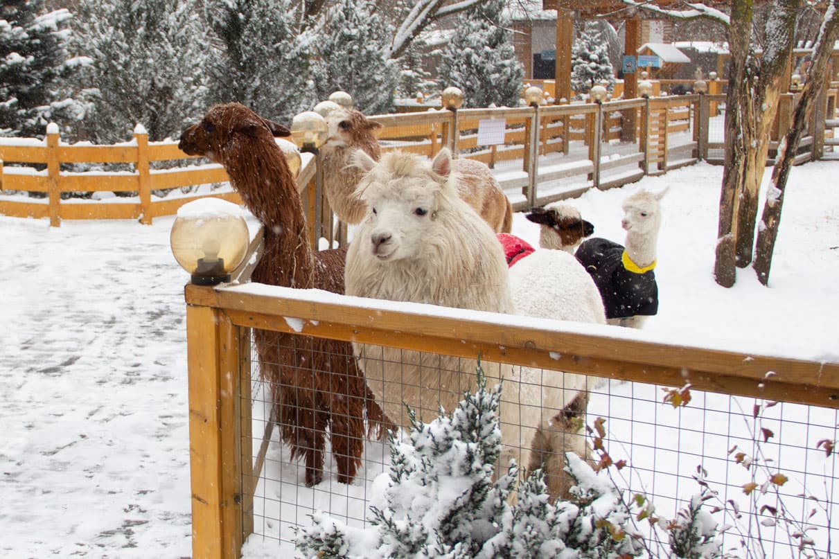 Альпака парк (Альпака в парке «Сказка»)